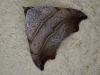 Laspeyria flexula
